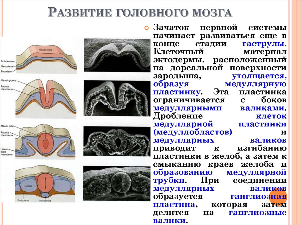 Функции нервной трубки