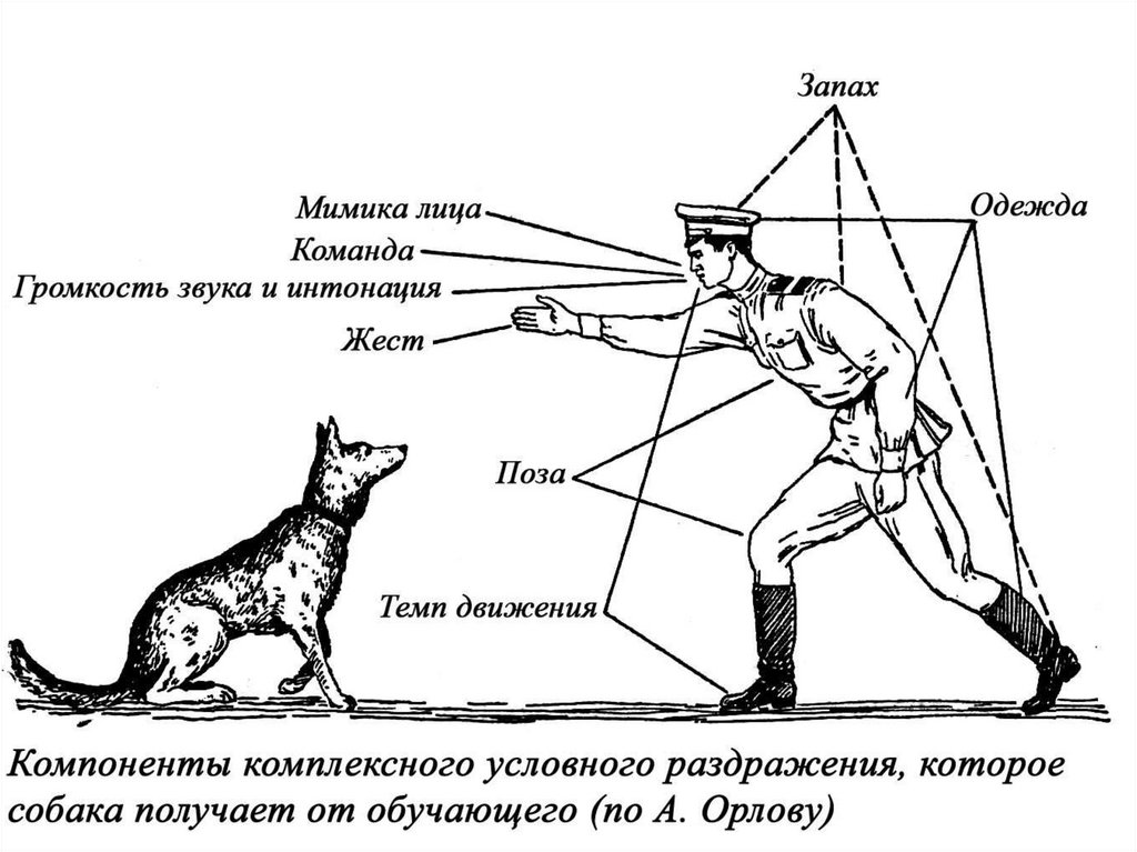 Примеры условных рефлексов у млекопитающих. Рефлексы человека. Внешнее торможение рисунок команда - сидеть - у собаки. Внешнее торможение картинки. Пограничник рисунок.