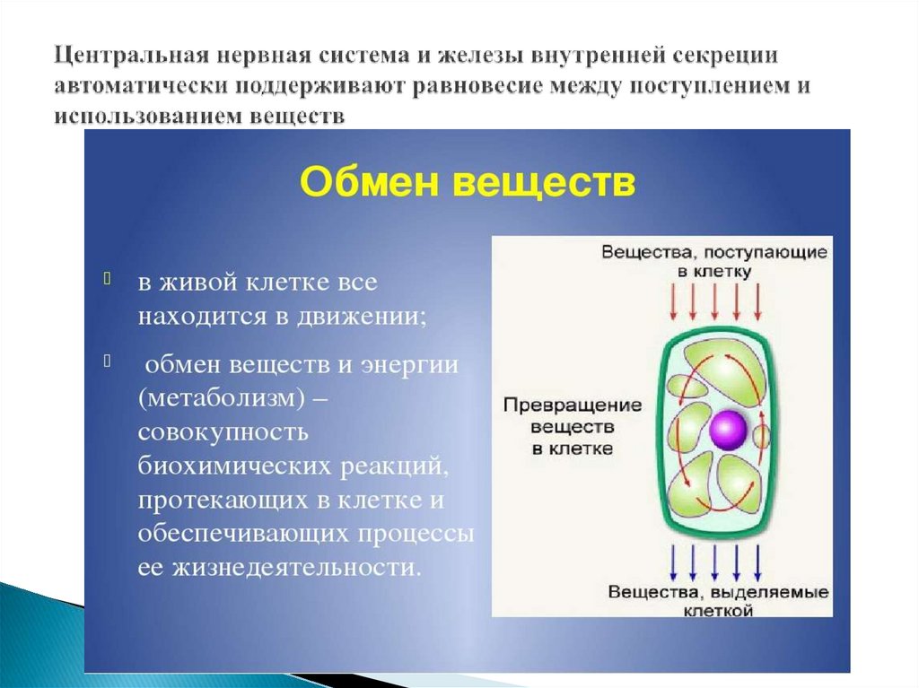 Значение нервной системы 8 класс презентация