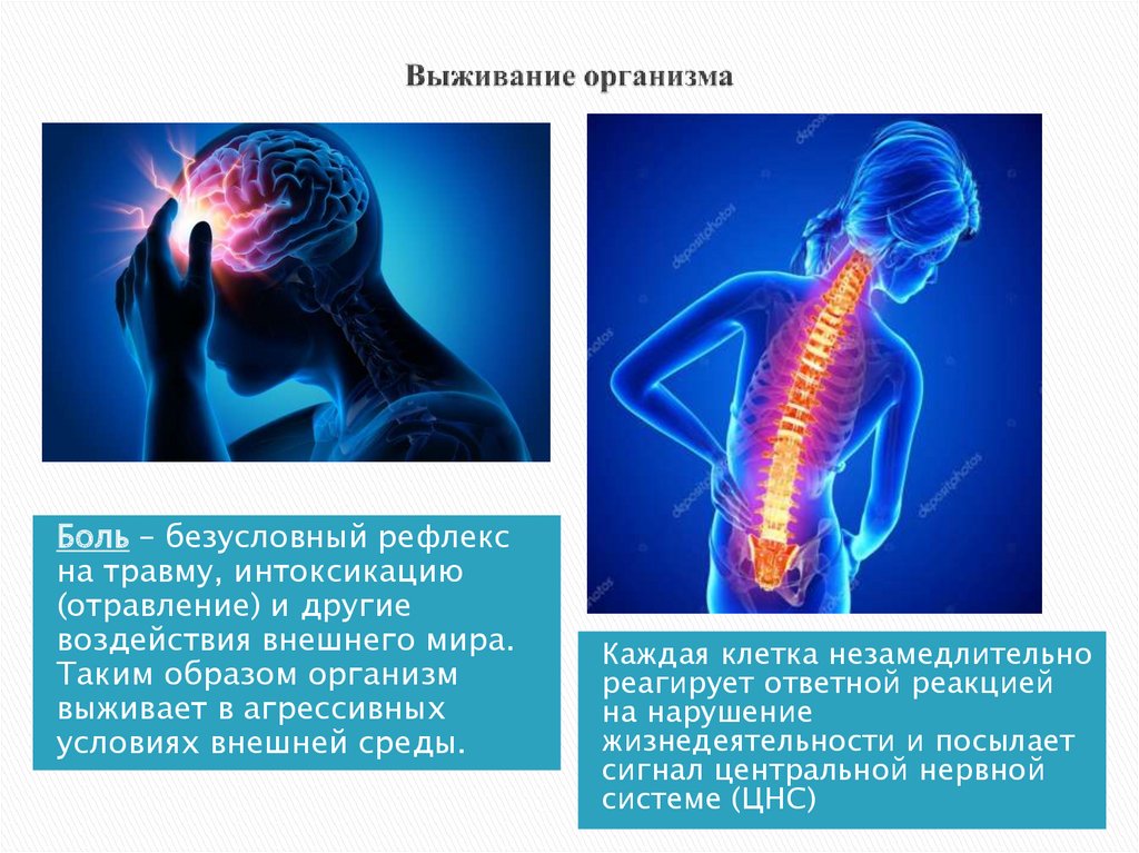 Помоги теле. Выживание организма. В организме защищает нервную систему. Нервная система обеспечивает выживание организма как целого. Какая система органов обеспечивает выживание организма.