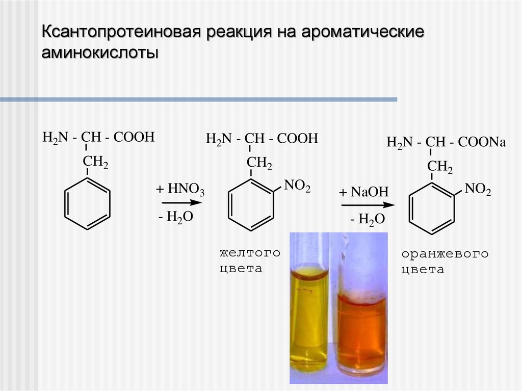 Белки с азотной кислотой. Ксантопротеиновая реакция на ароматические аминокислоты. Ксантопротеиновая реакция обнаружения ароматических аминокислот. Ксантопротеиновая реакция уравнение. Ксантопротеиновая реакция уравнение реакции.
