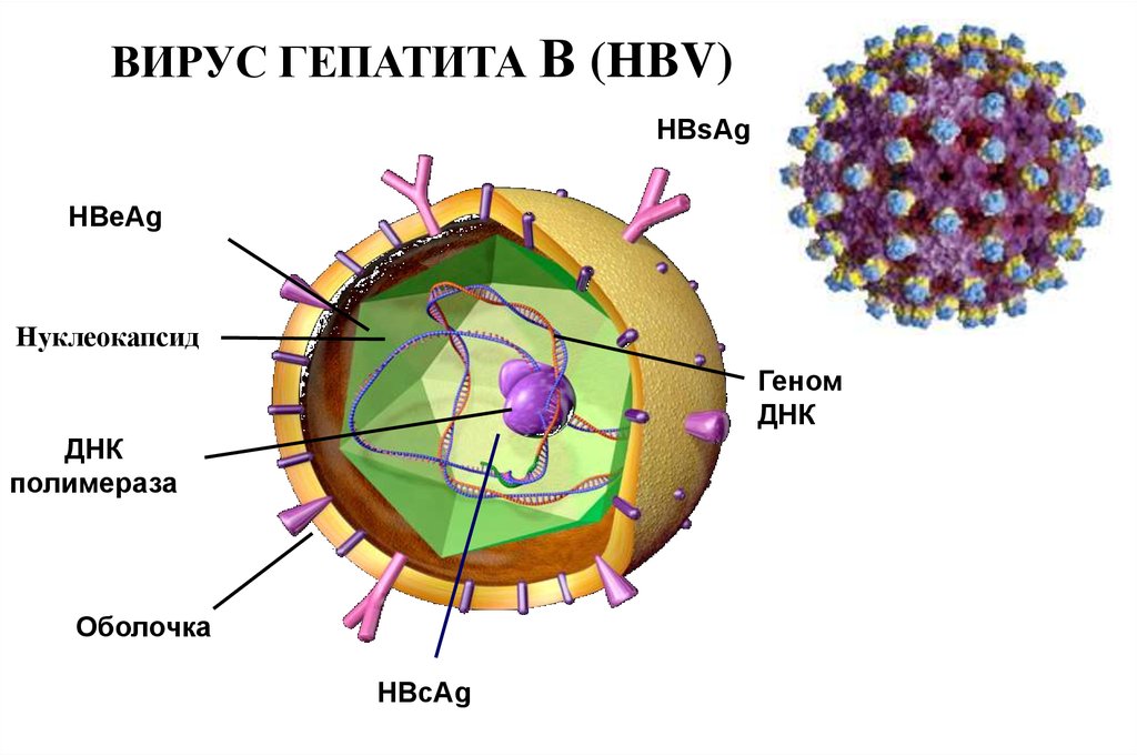 Hbv гепатит. Строение вируса гепатита б. Структура вируса гепатита б. Схема строения генома вируса гепатита в. Строение вириона гепатита в.