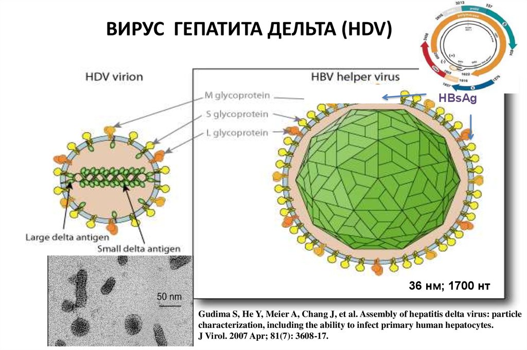 Новый вирусный гепатит. Рибозим вируса гепатита Дельта. Строение вируса гепатита д. Вирус гепатита Дельта антигены. Вирус гепатита д микробиология.