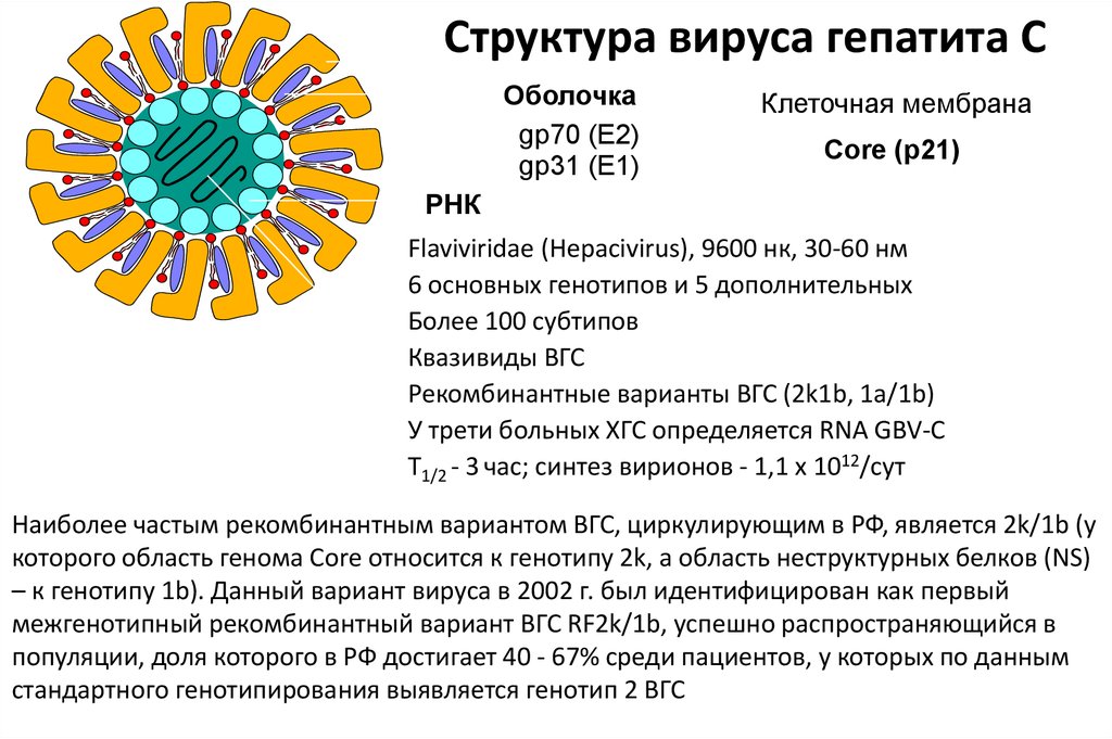 Гепатит с генотип 1b