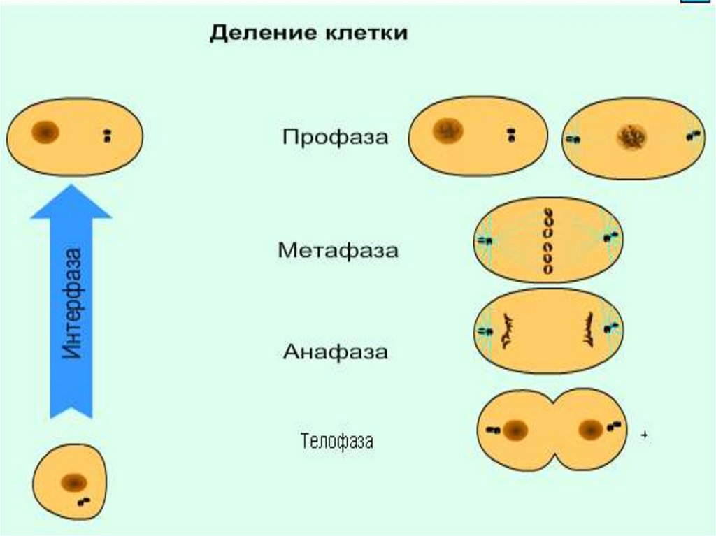 Деление клетки ткань. Клетка деление клеток ткани. Деление тканевых клеток у животных. Измерение звуков клеток и тканей. Клетка ткани рядом с компиляторами.