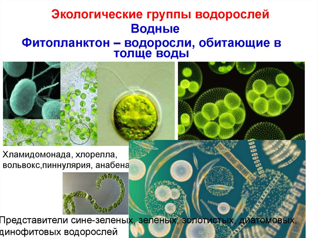 Фитопланктон образуют. Экологические группы водорослей. Экологические группы водоросмле й. Диатомовые водоросли экологическая группа. Экологическая группа зеленых водорослей.