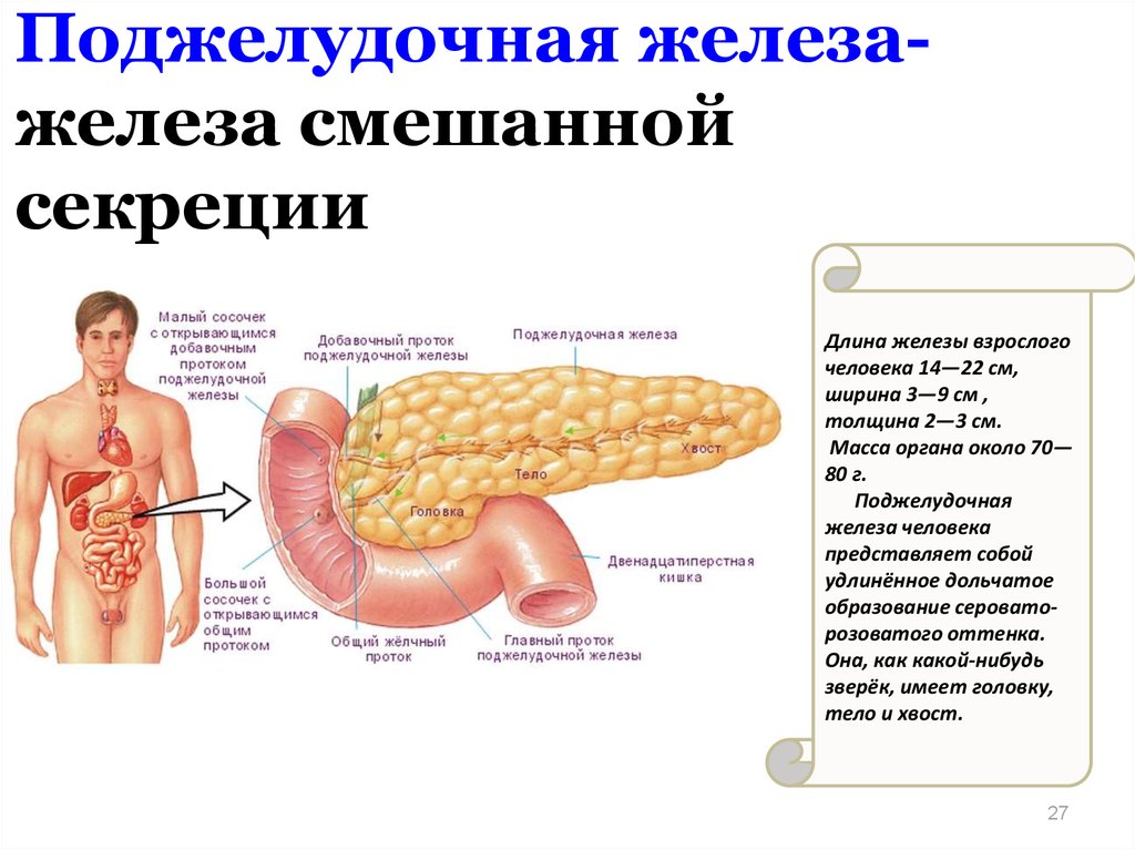 Какие железы являются железами смешанной секреции. Функция внутренней секреции поджелудочной железы. Поджелудочная железа является железой смешанной секреции. Функции железы внутренней секреции поджелудочная железа. Поджелудочная железа смешанной секреции роль в организме.