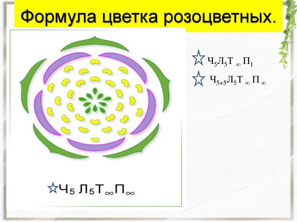 Ч5 л5 т бесконечность п бесконечность. Диаграмма семейства крестоцветных. Диаграмма цветка крестоцветных схема. Формула цветка ч5л5т5п1 соответствует. Семейство Розоцветные формула цветка.