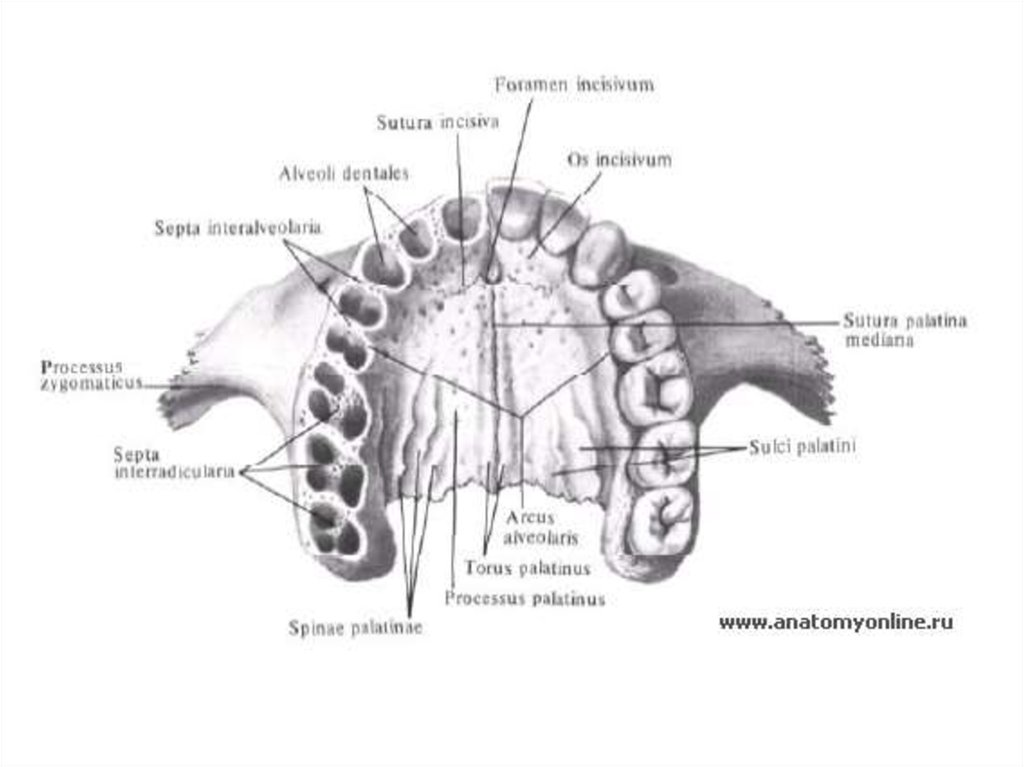 Костная основа полости рта. Небный отросток верхней челюсти анатомия. Верхняя челюсть анатомия строение вид снизу. Носовой отросток верхней челюсти анатомия. Строение небного отростка верхней челюсти.