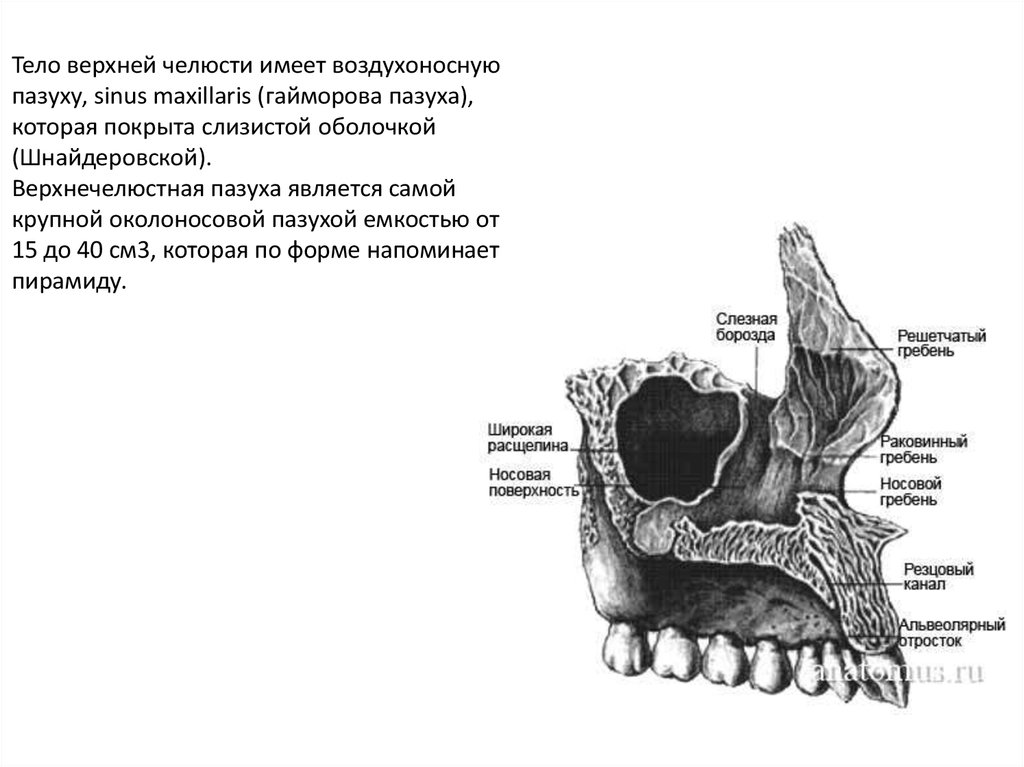 Бугор верхней челюсти