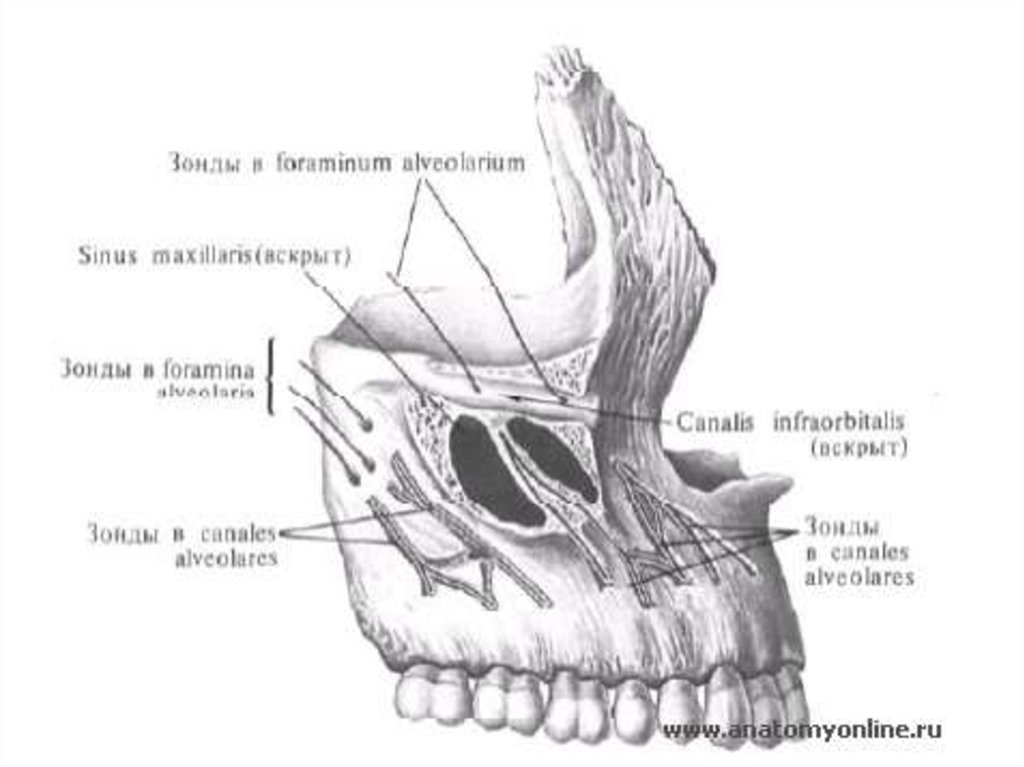 Клыковую ямку. Верхняя челюсть анатомия Синельников. Строение верхней челюсти Синельников. Верхняя челюсть анатомия строение. Верхняя челюсть анатомия строение вид снизу.