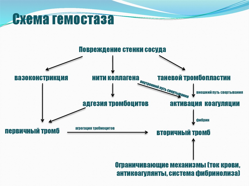 Патофизиология гемостаза. Схема гемостаза. Тромбофилия патогенез. Тромбофилия этиология. Тромбофилия механизм.