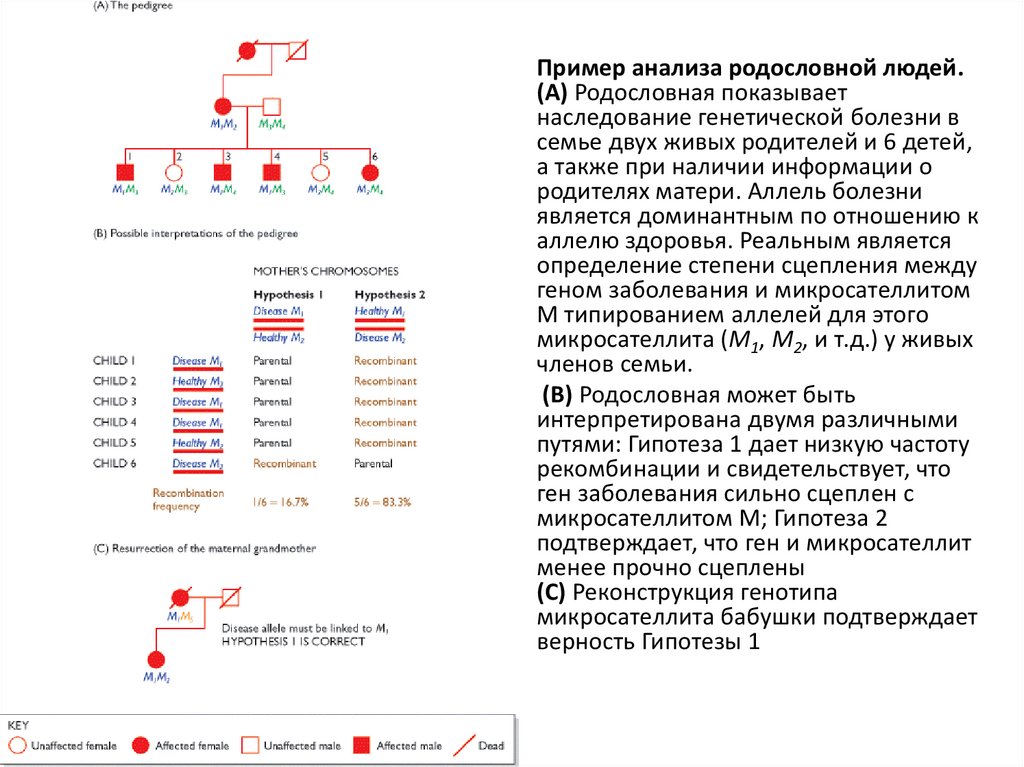 Последовательность распознавания. Построение генной сети пример.