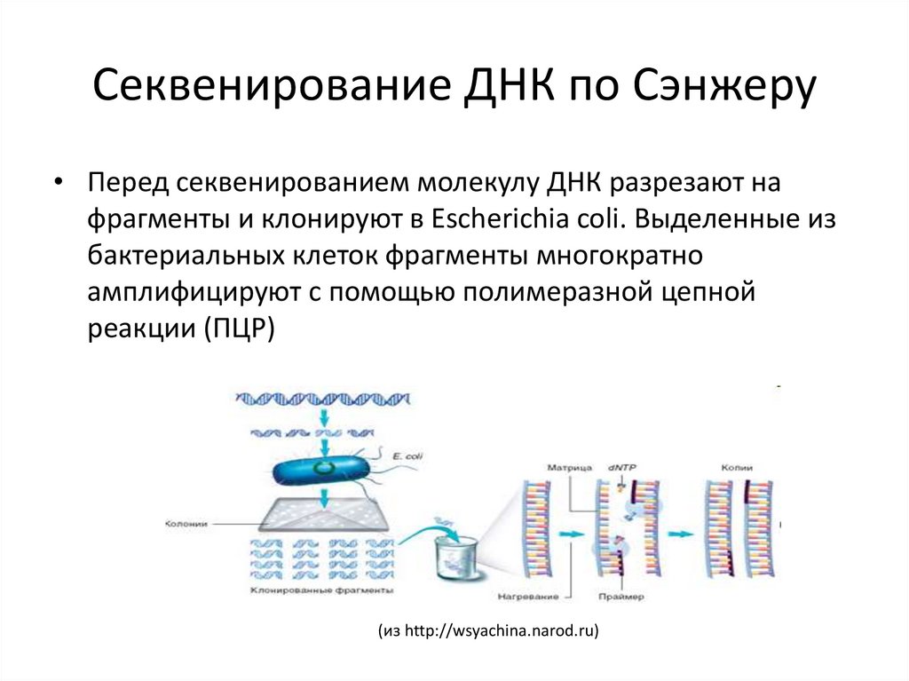 Геном секвенирование