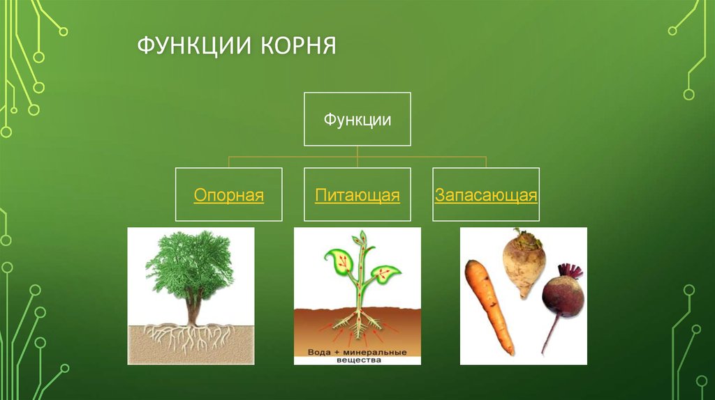 4 функции корня