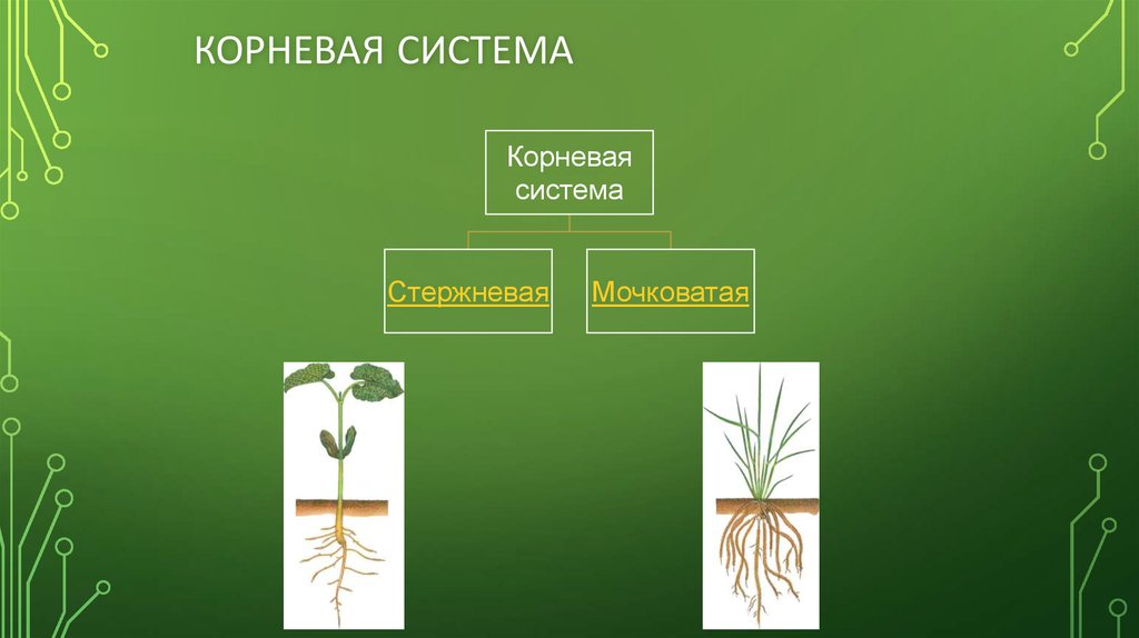 Стержневая и мочковатая корневая система