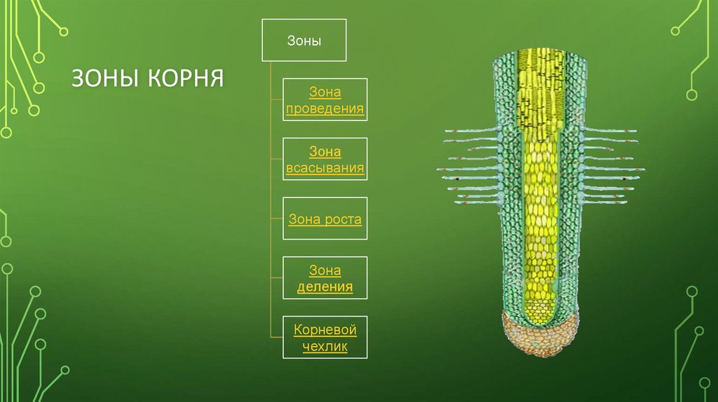 Зоны корня. Клетки зоны деления корня. Корневая система зона роста зона деления. Зона деления корня пшеницы. Зона всасывания корня.