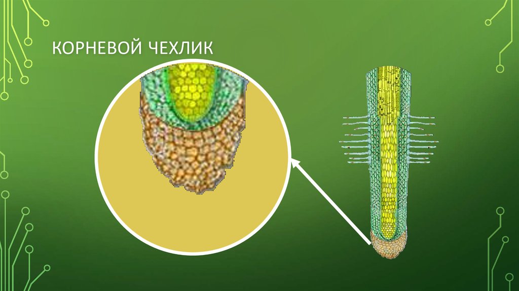 Ткань чехлика. Корневой чехлик. Клетки корневого чехлика. Строение корневого чехлика. Строение корня чехлик.