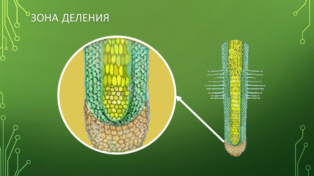 Зона деления образована