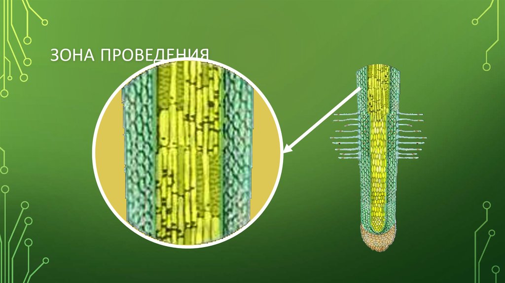 Проводящая зона. Зона роста. Зона проведения. Зона проведения у растений. Зона роста рисунок.
