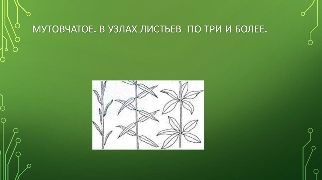 Мутовчатое расположение почек и листьев у элодеи и. Мутовчатые листья трилист. Число листьев в узле. Мутовчатое расположение листьев у мхов.