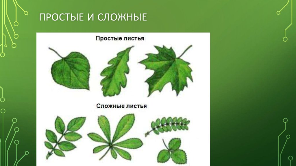 Листорасположение листья простые и сложные. Подорожник простой или сложный лист. Простые листья. Сложный лист подорожника. Подорожник листья простые или.