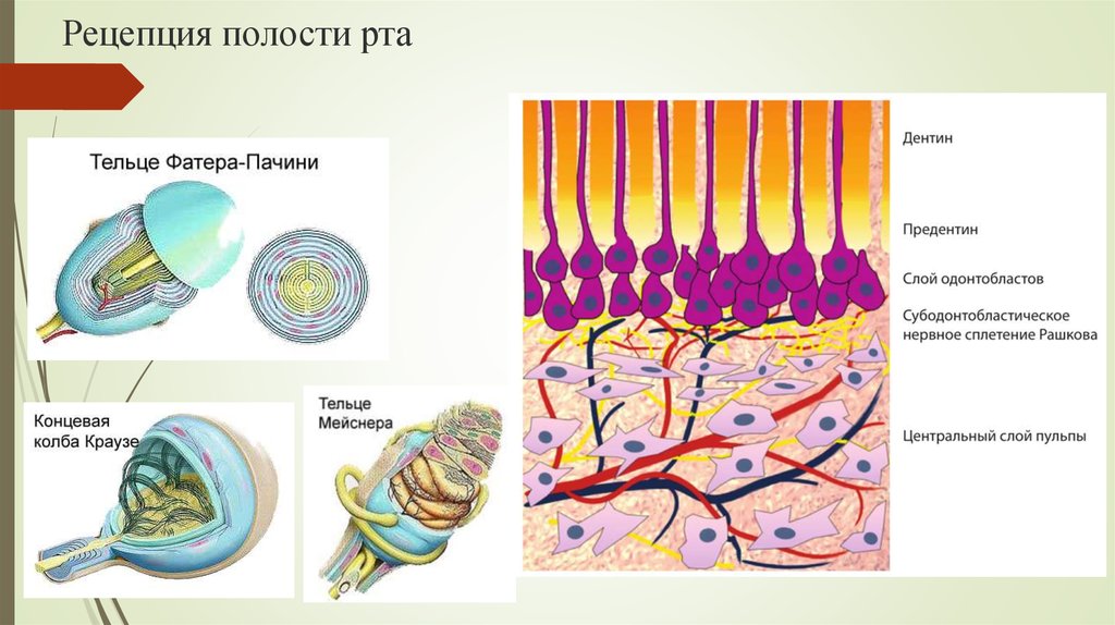 Определите название частей тельца пачини обозначенных на рисунке цифрами 1 и 2