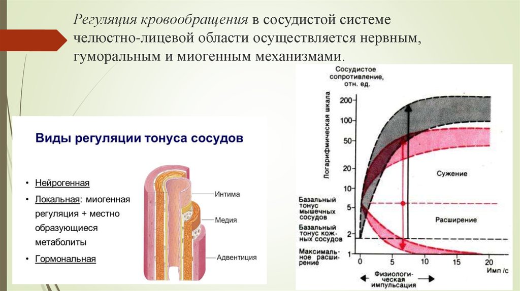 Регуляция сосудов. Местные механизмы регуляции тонуса сосудов. Схема регуляции сосудистого тонуса. Нервная гуморальная и миогенная регуляция тонуса сосудов. Местная регуляция кровотока.