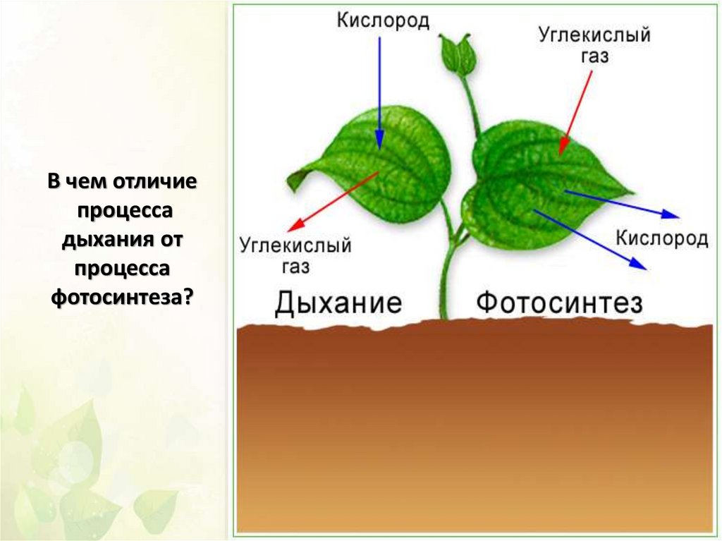 Во время фотосинтеза растения поглощают воду. Процесс дыхания растений. Схема процесса дыхания растения. Дыхание растений процесс дыхания растений. Дыхание растений 6 класс.