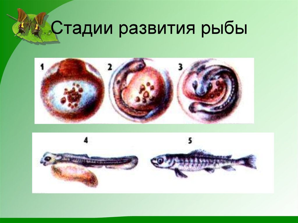 Схема развития рыбы