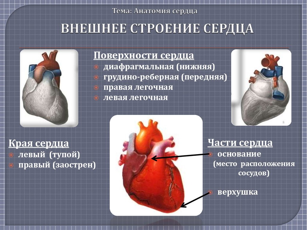 Правые сердцем. Поверхности сердца. Строение сердца поверхности. Края сердца. Верхушка сердца анатомия.