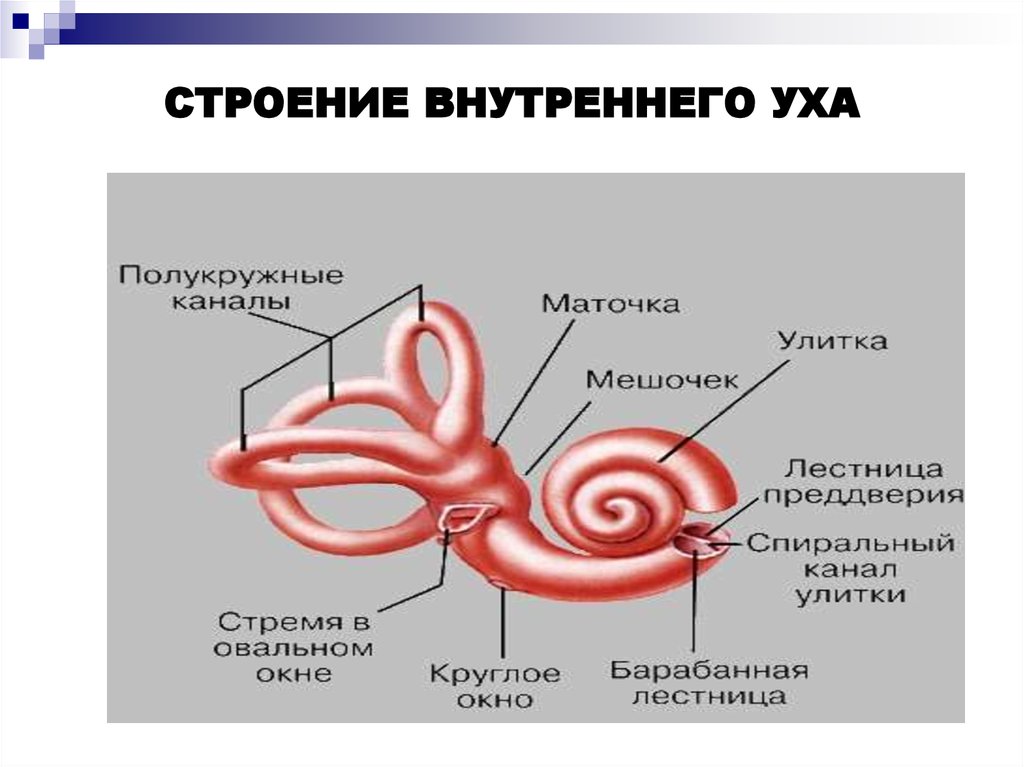 Названия внутреннего уха. Внутреннее ухо строение анатомия человека. Строение улитки внутреннего уха анатомия. Схема внутреннего уха улитка. Строение внутреннего уха человека анатомия.