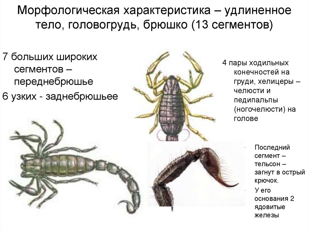 Простые глаза четыре пары ходильных ног