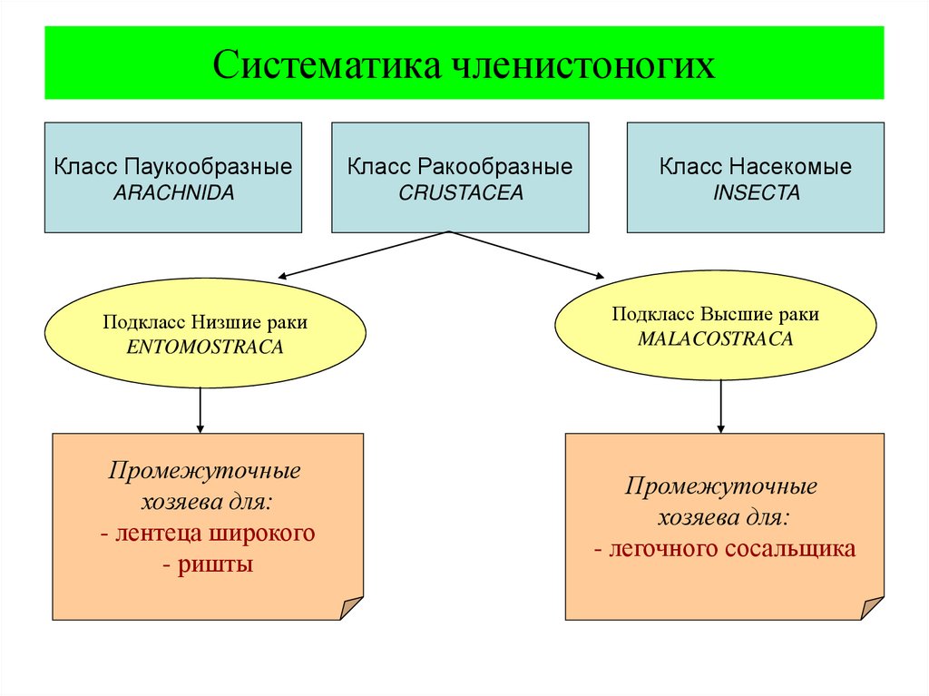 Тип членистоногие подтипы. Систематика типа членистоногих. Классификация типа Членистоногие. Классификация членистоногих схема. Системататику членистоногих.