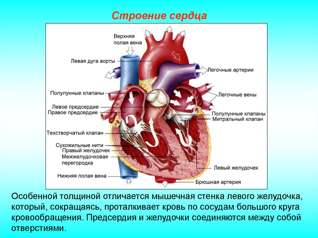 Какой цифрой на рисунке обозначен правый желудочек сердца