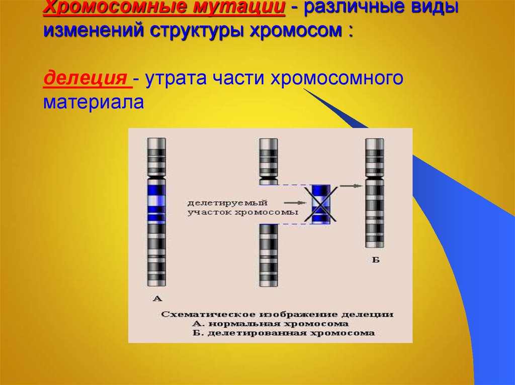 Рассмотрите фотографии хромосомных мутаций делеции инверсии дупликации