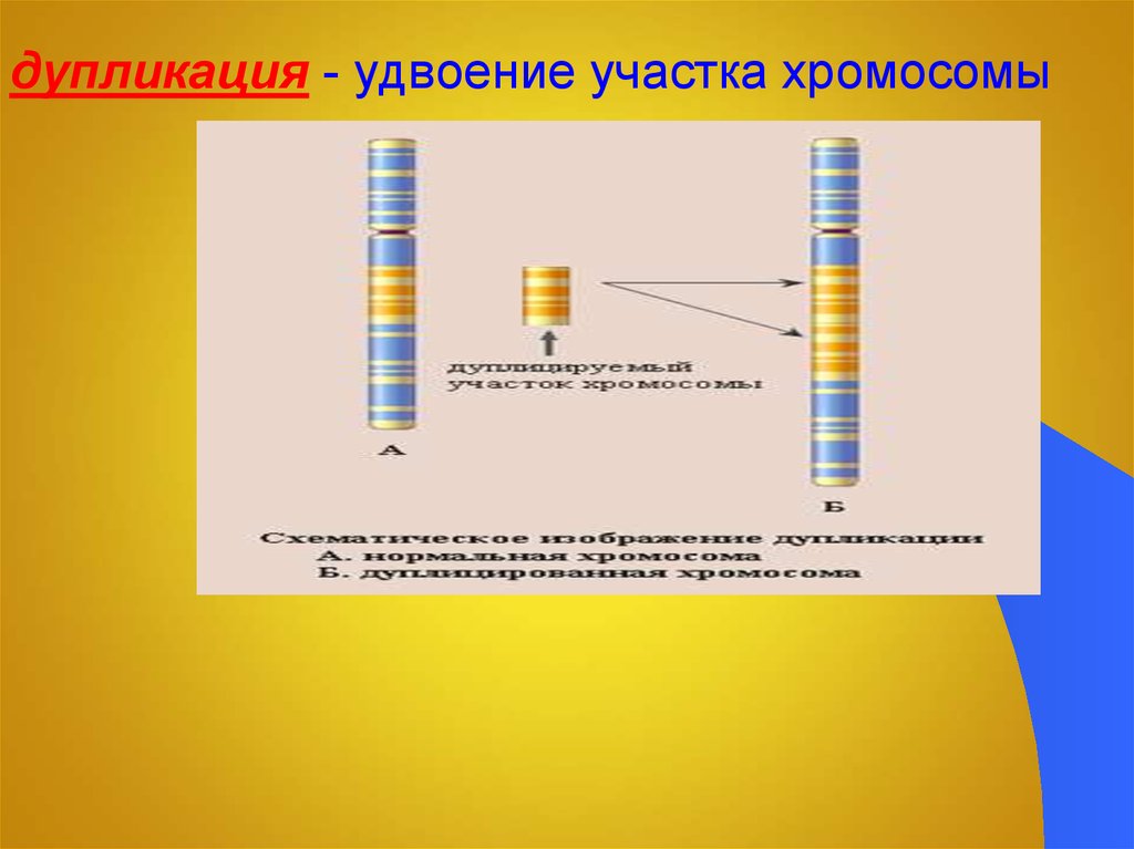 Удвоение участка хромосомы это