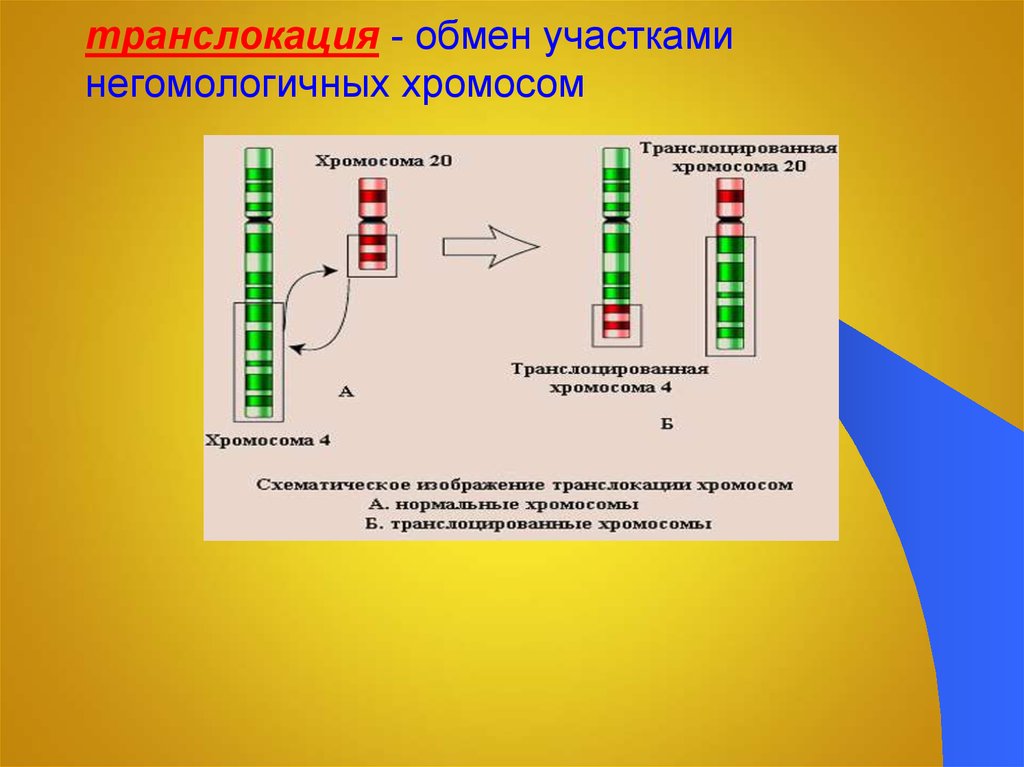 Поворот участка хромосом