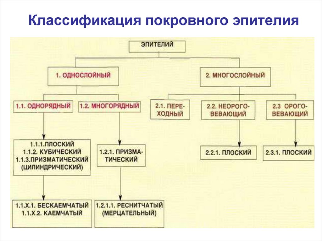 Эпителиальная ткань схема