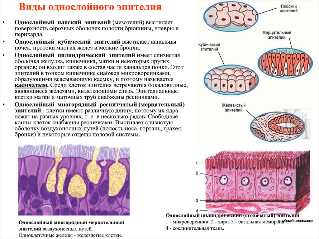 Однослойный эпителий рисунок