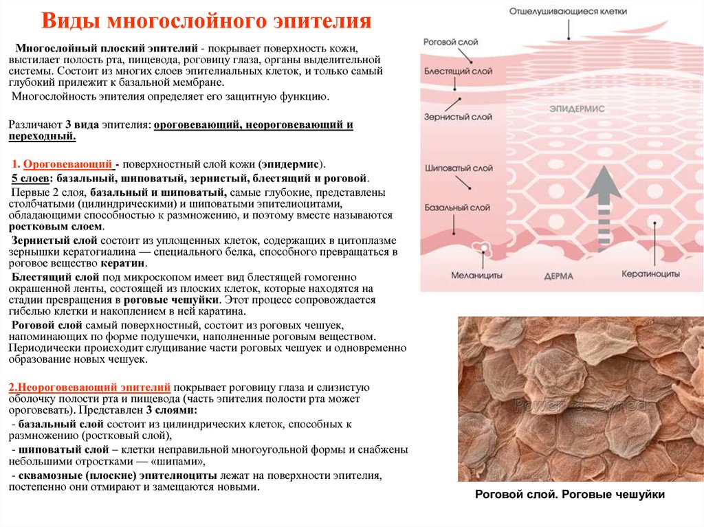 Поверхностные образования кожи. Безъядерные чешуйки плоского эпителия молочных желез. Виды многослойного эпителия. Слои эпителия. Виды многослойного плоского эпителия.