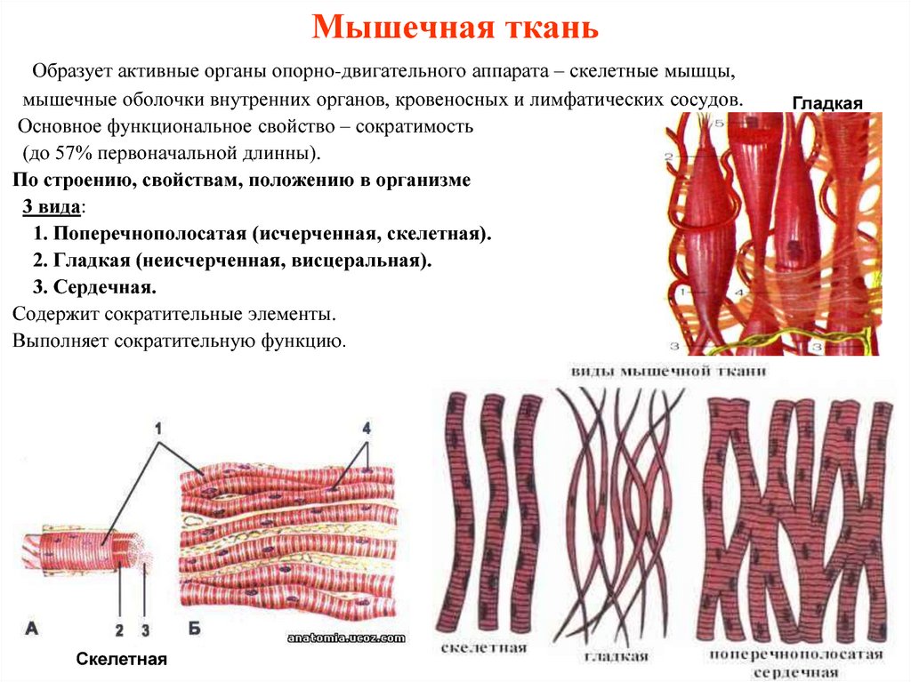 В скелетной мышечной ткани клетки какие. Поперечно полосатое скелетное мышечное волокно. Гладкая мышечная ткань и Скелетная мышечная ткань. Поперечно-полосатой мышечной тканью образованы мышцы. Поперечнополосатая мышечная ткань структура.