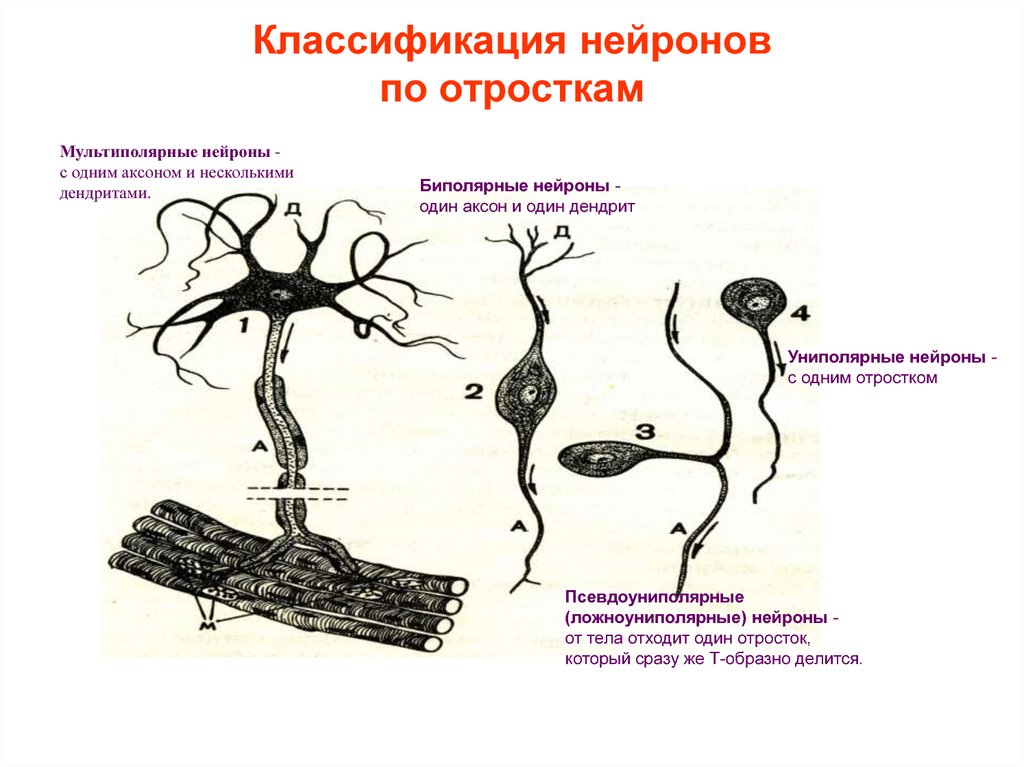 Нервные узлы и нейрон. Классификация нейронов схема. Типы нейронов схема. Схема строения мультиполярного нейрона. Функциональная классификация нейронов секреторные.