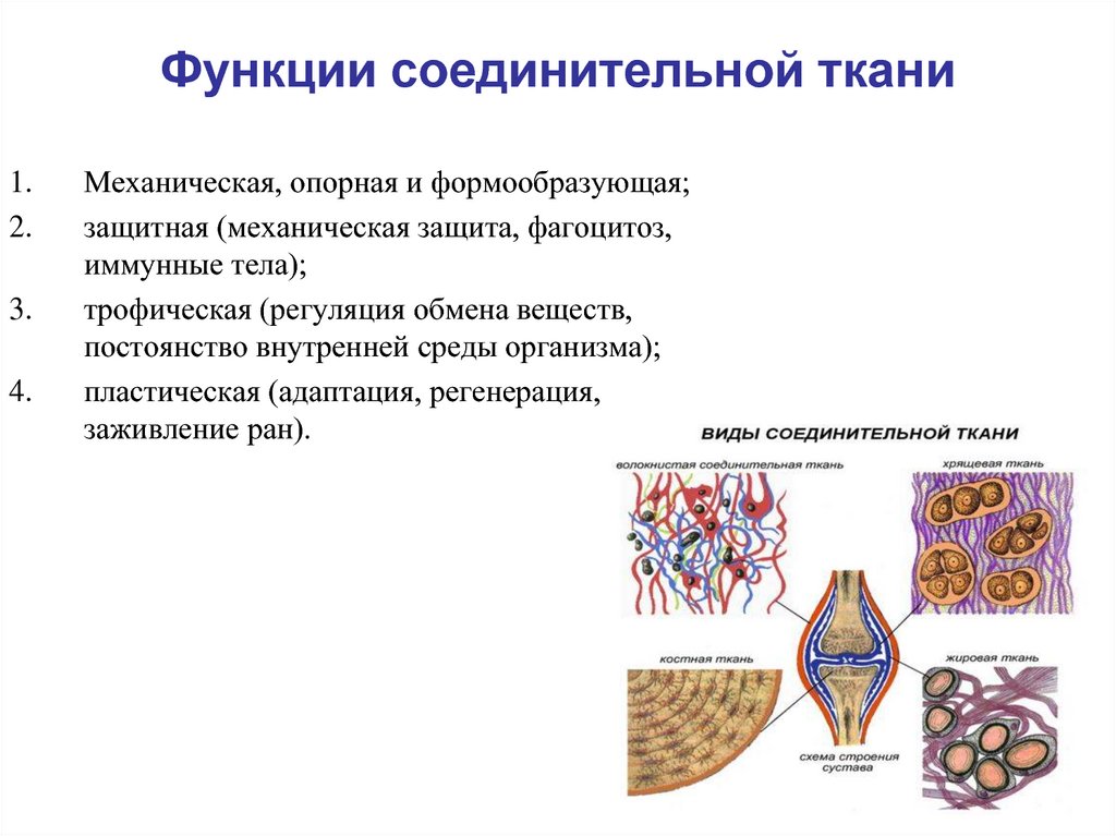 Соединительная ткань какие. Соединительная ткань функции соединительная ткань функции. Функции соединительной ткани в организме человека. Функции соединительной ткани 5 класс биология. Функции соединительной ткани человека.