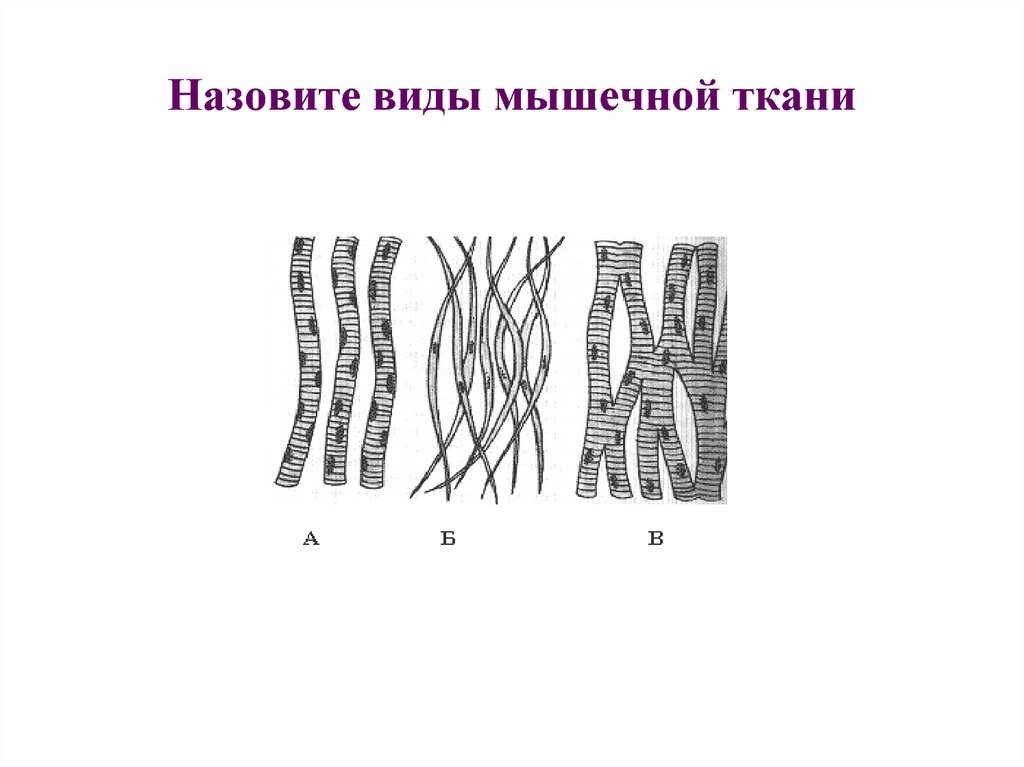 Мышечная ткань рисунок. Мышечная ткань строение рисунок. Типы мышечная ткань мышечных тканей. Схема строения гладкой мышечной ткани рисунок. Типы мышечной ткани ЕГЭ.