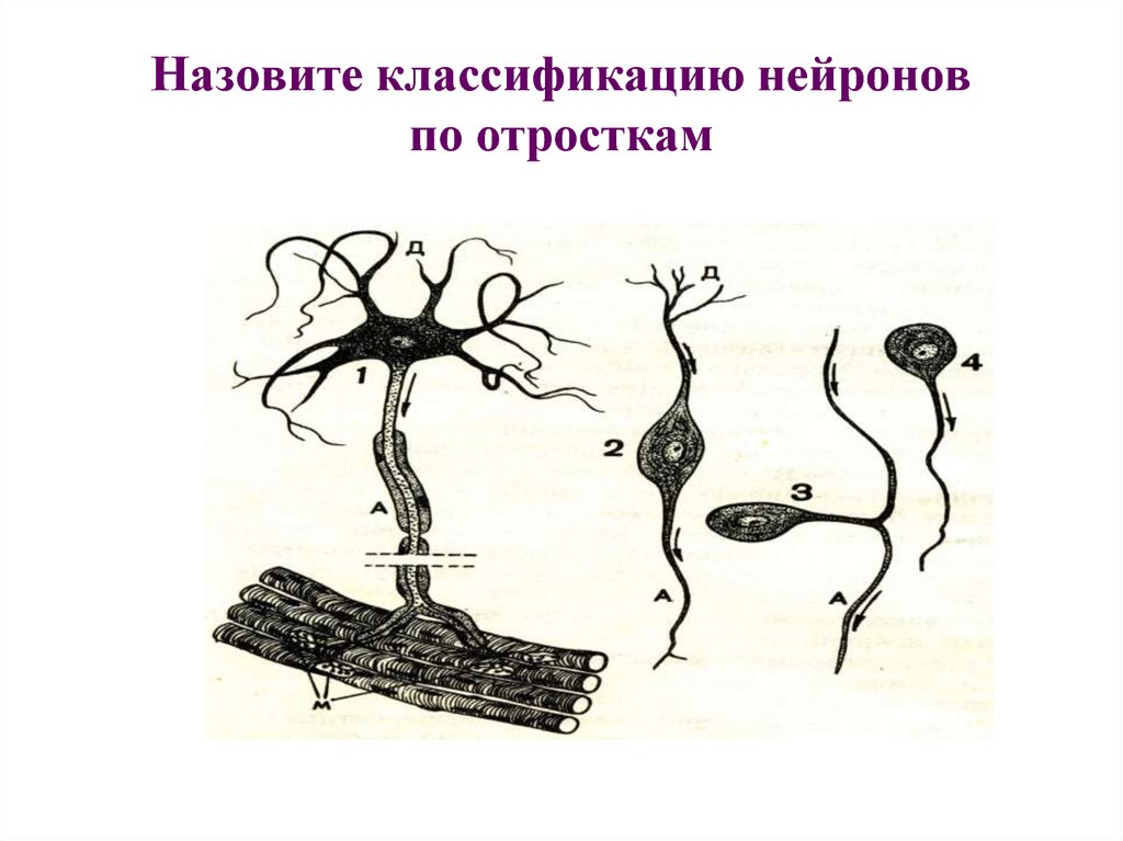 Как называется короткий нейрона. Морфологическая классификация нейронов. Классификация отростков нейрона. Классификация нейронов по отросткам. Типы нейронов гистология.