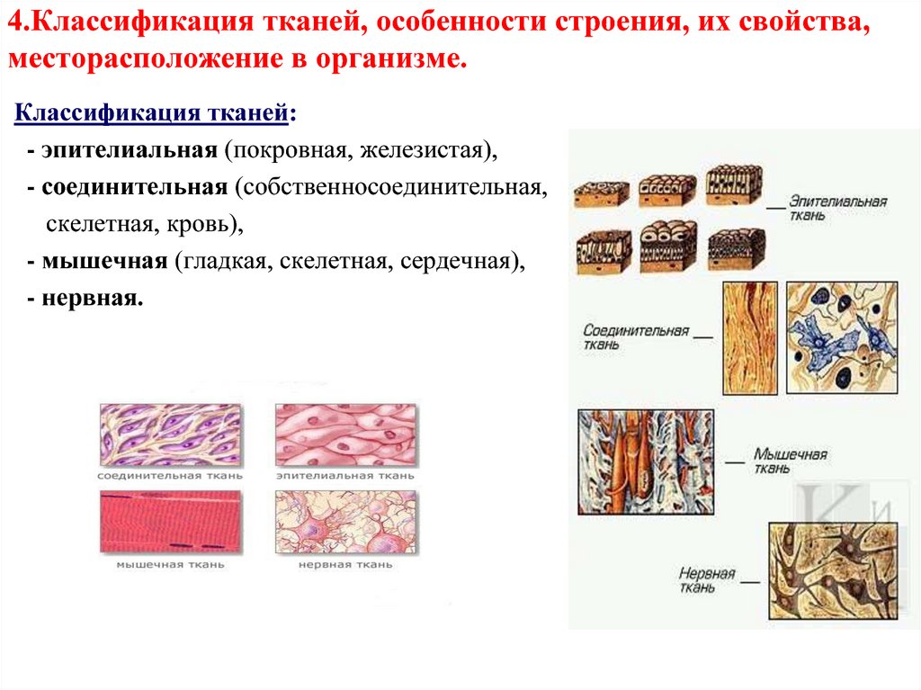 Названия тканей человека. Классификация тканей эпителиальная нервная соединительная мышечная. Строение эпителиальной ткани животного. Эпителиальная ткань и соединительная ткань. Ткани животных эпителиальная мышечная нервная.