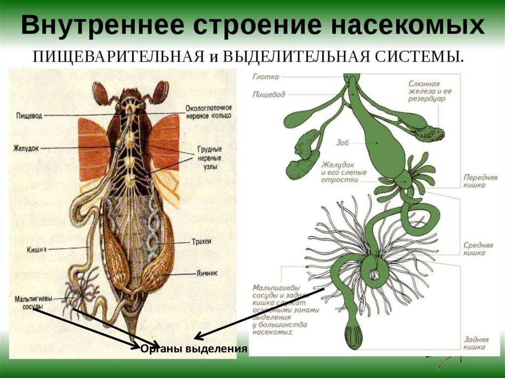 Внутреннее строение насекомых. Выделительная система строение и функции насекомых. Строение выделительной системы насекомых. Пищеварительная система майского жука схема. Класс насекомые пищеварительная система.