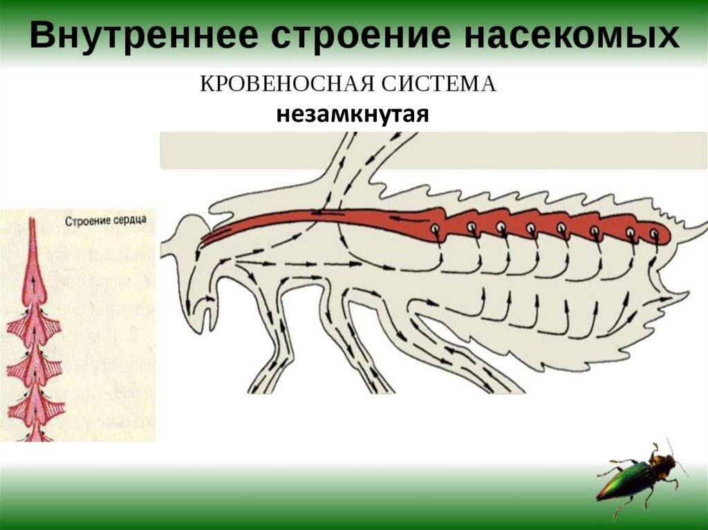 Мягкое несегментированное тело. Внутреннее строение насекомых кровеносная система. Кровеносная система насекомых схема. Кровеносная система насекомых 7 класс биология. Крлвеноснаясистема насекомых.