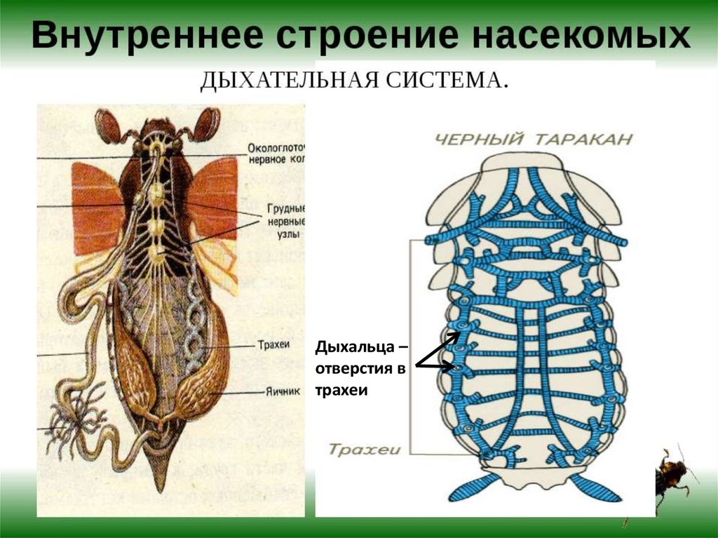 Какие системы у насекомых. Внутреннее строение насекомых дыхательная система. Внутренне строение майского жука. Дыхательная система майского жука. Схема строения насекомого.